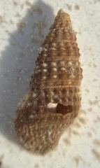Cerithium lutosum