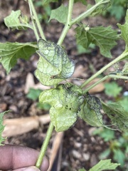 Physalis nicandroides