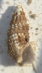 Cerithium lutosum