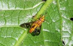 Chrysops