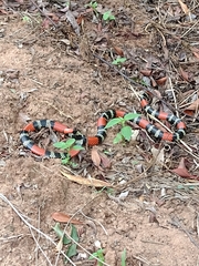 Micrurus altirostris