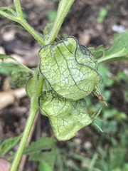 Physalis nicandroides