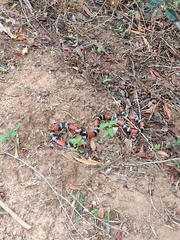 Micrurus altirostris