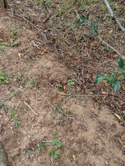 Micrurus altirostris