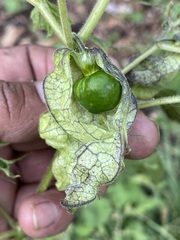 Physalis nicandroides