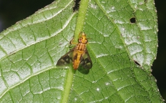Chrysops
