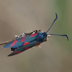 Zygaena filipendulae