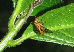 Chrysops