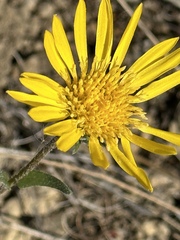 Grindelia hirsutula