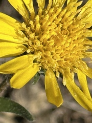 Grindelia hirsutula