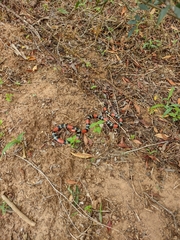 Micrurus altirostris