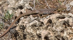 Cnemidophorus murinus