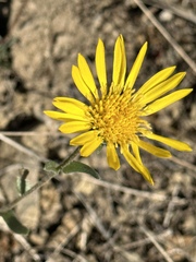Grindelia hirsutula