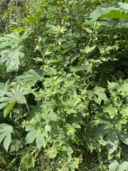 Kearnemalvastrum lacteum