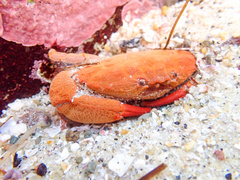Cycloxanthops novemdentatus