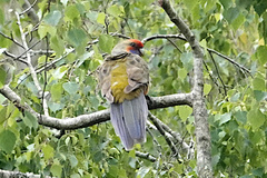 Platycercus elegans adelaidae
