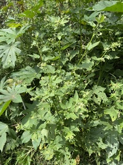 Kearnemalvastrum lacteum