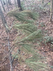 Pinus taeda