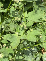 Kearnemalvastrum lacteum