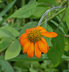 Tithonia rotundifolia