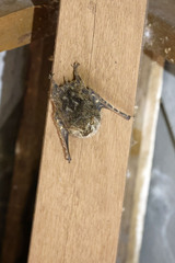 Rhynchonycteris naso
