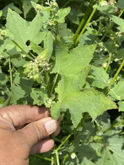 Kearnemalvastrum lacteum