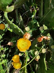 Opuntia bonaerensis