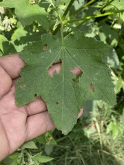 Kearnemalvastrum lacteum