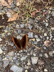 Marpesia zerynthia