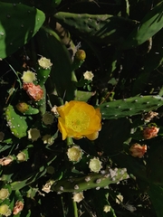Opuntia bonaerensis