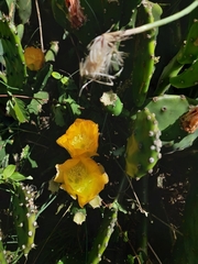 Opuntia bonaerensis