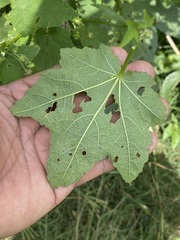 Kearnemalvastrum lacteum