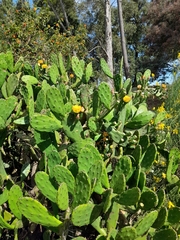 Opuntia bonaerensis