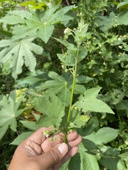 Kearnemalvastrum lacteum
