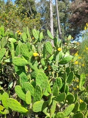 Opuntia bonaerensis