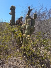 Trichocereus chiloensis