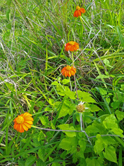 Tithonia rotundifolia