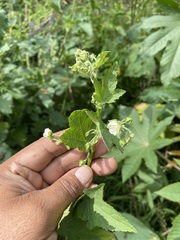 Kearnemalvastrum lacteum