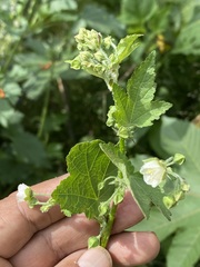 Kearnemalvastrum lacteum