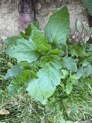 Solanum furcatum