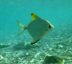 Monodactylus argenteus