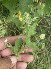 Kearnemalvastrum lacteum