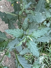 Solanum furcatum
