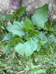 Solanum furcatum