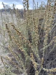 Artemisia californica
