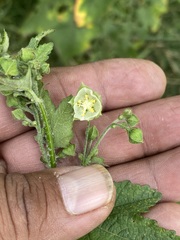 Kearnemalvastrum lacteum