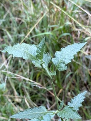 Solanum furcatum