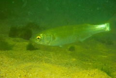 Aldrichetta forsteri