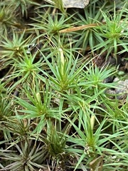 Polytrichastrum ohioense