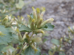 Brickellia baccharidea